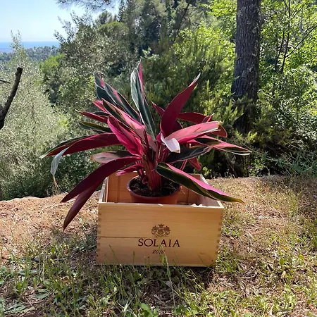 La Ghiandaia Edera * Culla