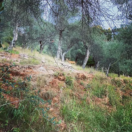 La Ghiandaia Edera 펜션 Culla